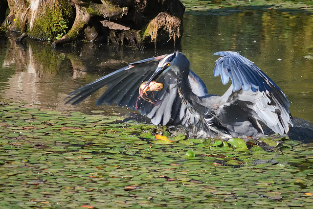 Great Blue Heron with catfish