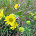 Green-headed coneflower (Rudbeckia laciniata)