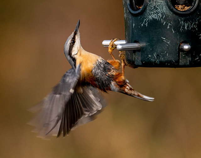 Nuthatch