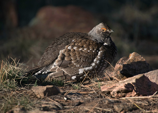 Dusky Grouse