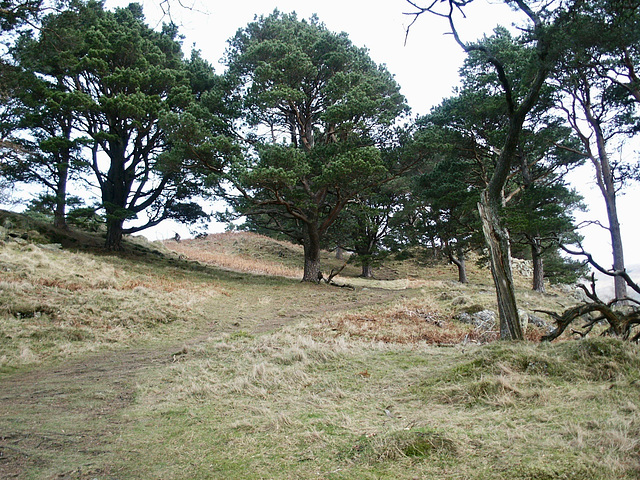 The path up to Wren Crag through mature pine and oak trees