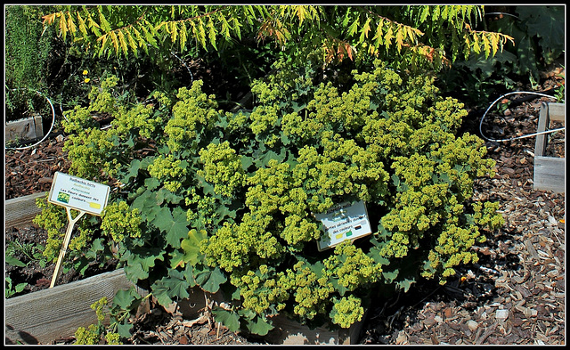 Rhus typhina et Alchemille (3)