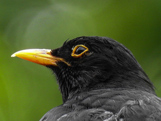 20170628 2197CPw [D~LIP] Amsel [m], Bad Salzuflen