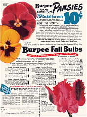 Burpee Plants Ad, 1955
