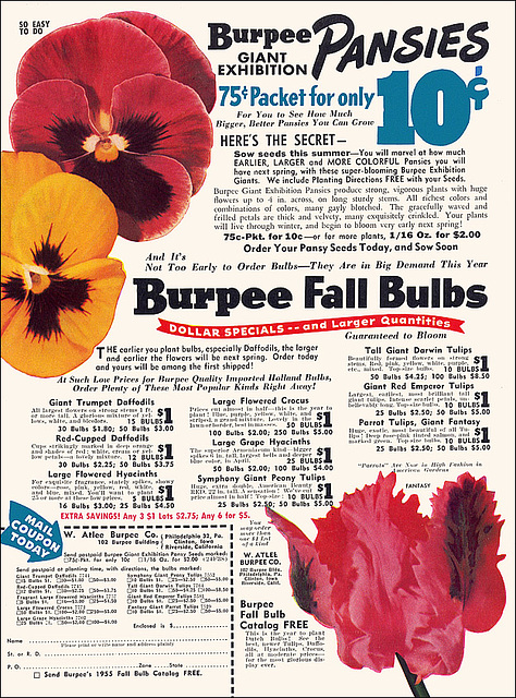 Burpee Plants Ad, 1955