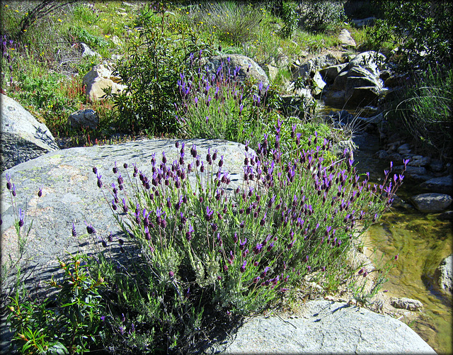 Mountain stream and Spanish lavender