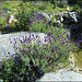 Mountain stream and Spanish lavender