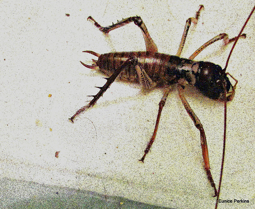 Weta.