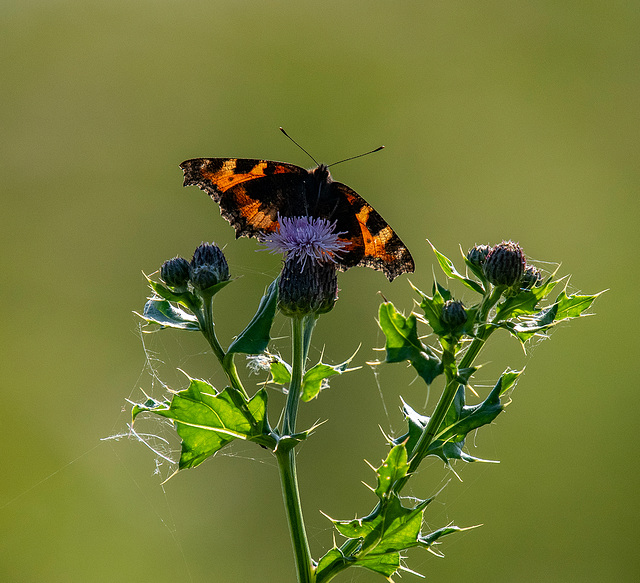 Backlit butterfly