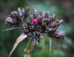 autumn flower