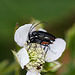 20110519 2822RMw [D~MI] Käfer, Großes Torfmoor, Hille-1