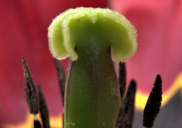 Tulip 2