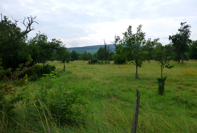 Obstwiese bei Lohrsdorf