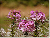 Cléome (Cleome spinosa), la fleur araignée ❤️