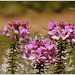 Cléome (Cleome spinosa), la fleur araignée ❤️