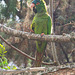 EF7A1607 Parrot