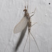 IMG 2414 Mayfly