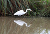 Great White Egret