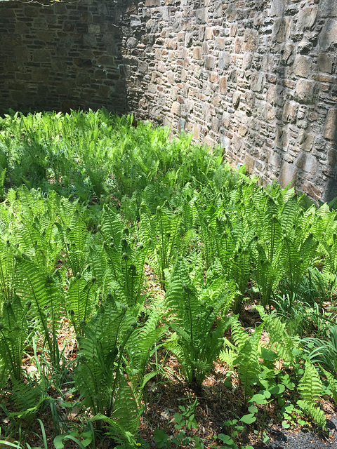 Growing Ferns