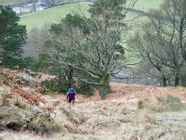 The path up to Wren Crag through mature pine and oak trees