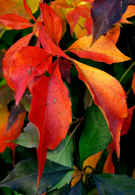 Herbstliche Weinblätter