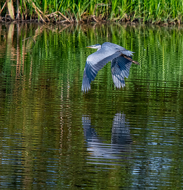 Heron in flight