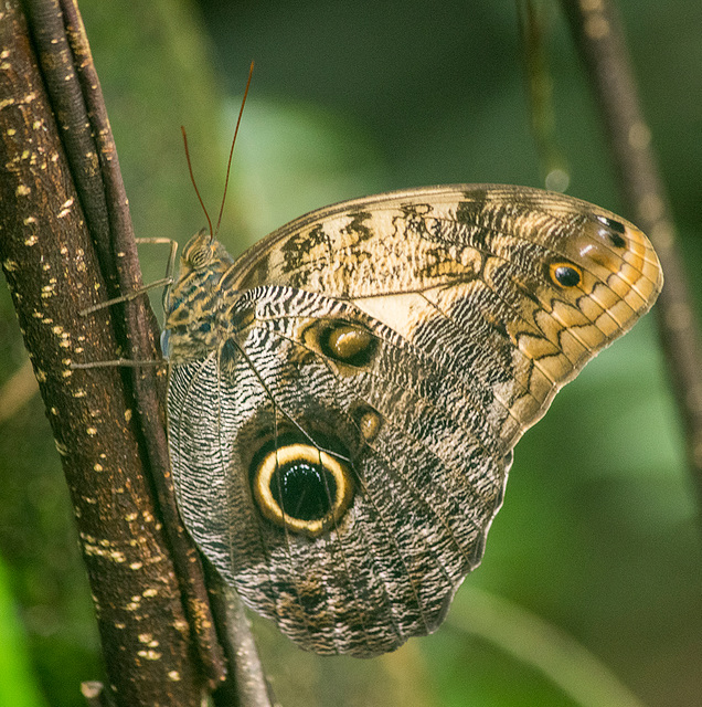 From Chester Zoo9