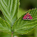 20110519 2823RMw [D~MI] Goldzünsler (Pyrausta aurata), Großes Torfmoor, Hille-1