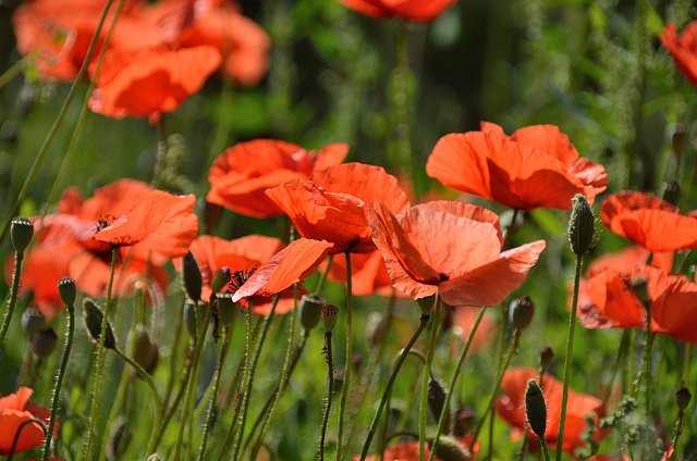 Klatschmohn