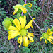 Green-headed coneflower (Rudbeckia laciniata)