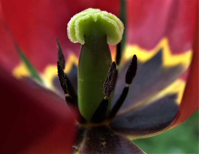 Tulip 1