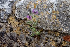 Cirsium vulgare, HWW