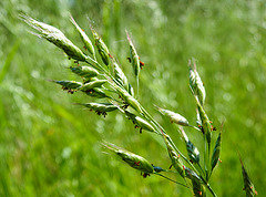 20230531 0354CPw [D~LIP] Flaum-Trespe (Bromus hordeaceus agg), UWZ, Bad Salzuflen