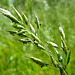 20230531 0354CPw [D~LIP] Flaum-Trespe (Bromus hordeaceus agg), UWZ, Bad Salzuflen