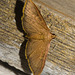 IMG 2419 Moth-1