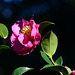 097/365 Camellia