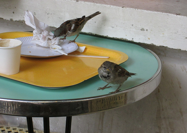 Little birds of Montmartre.