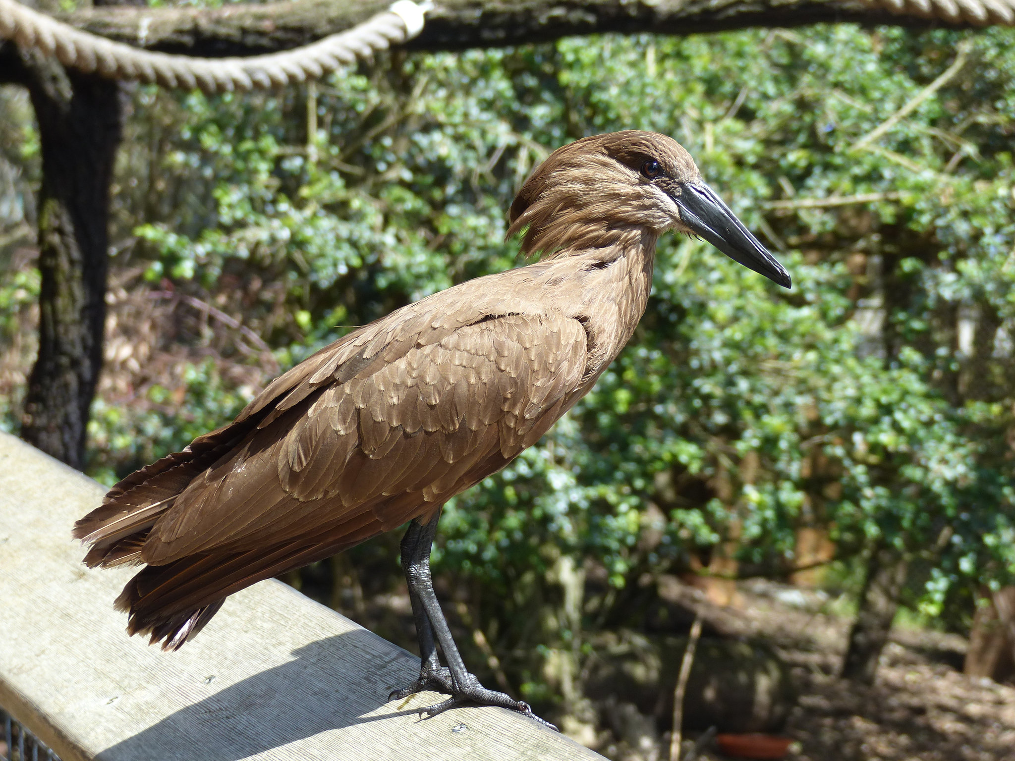 San Francisco Zoo (21) - 19 April 2016