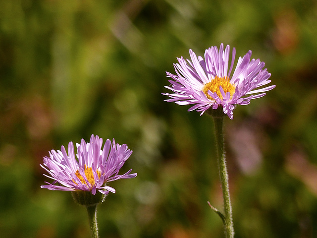 Fleabane