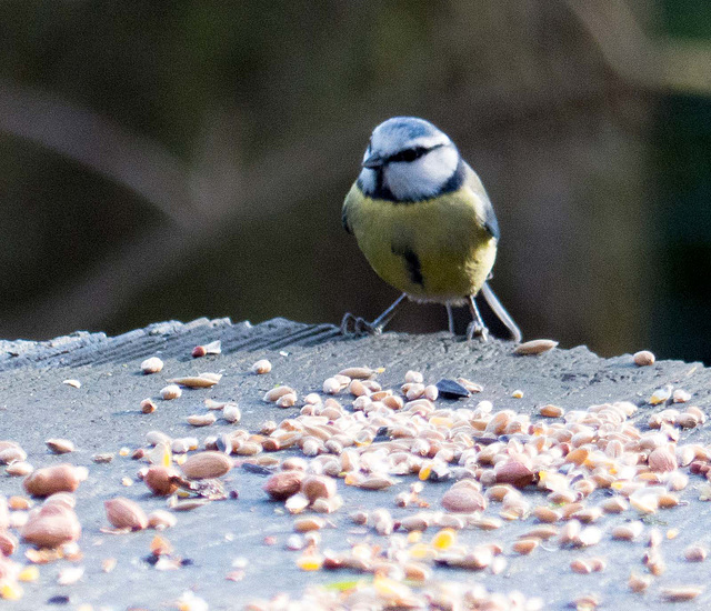 Blue tit (4)