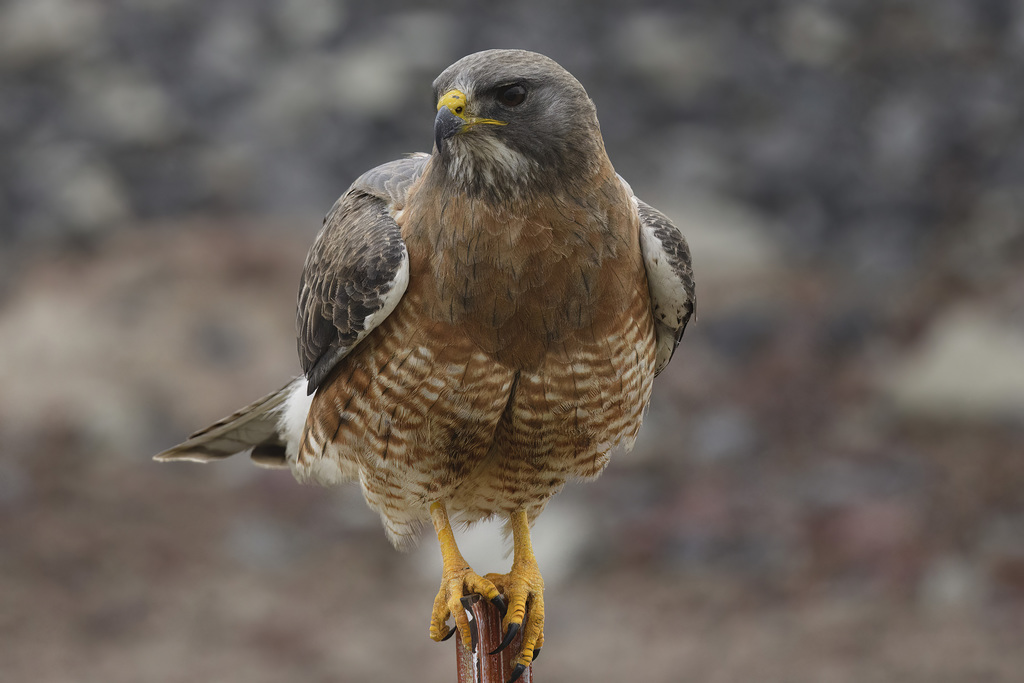 Swainson's Hawk