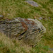 Wheatear on Cown Edge