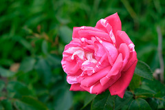 Rose marmoriert