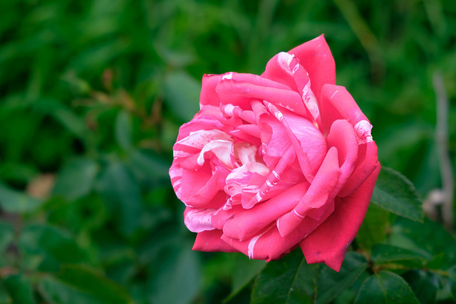 Rose marmoriert