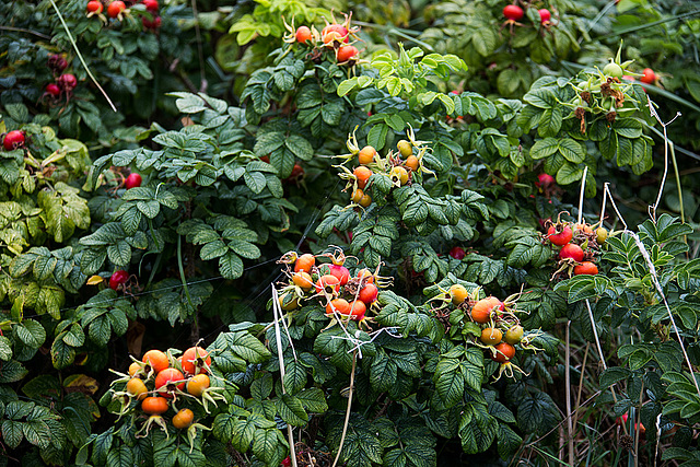 20140910 5075VRAw [NL] Kartoffel-Rose (Rosa rugosa), Terschelling