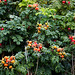 20140910 5075VRAw [NL] Kartoffel-Rose (Rosa rugosa), Terschelling