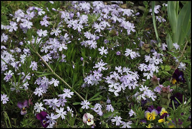 Phlox subulata  (1)