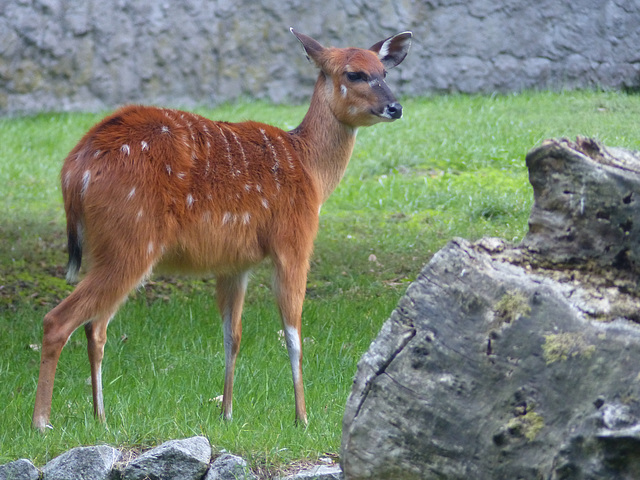 Warsaw Zoo (26) - 21 September 2015