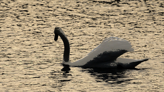 Un des cygnes