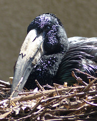 San Francisco Zoo (22) - 19 April 2016